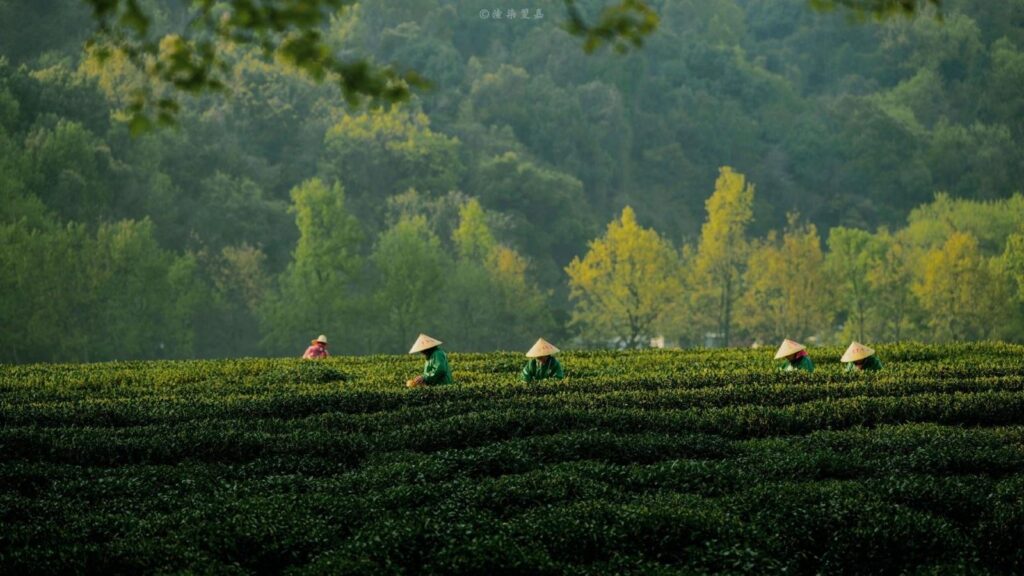 Personas recolectando hojas en una extensa plantación de té rodeada de abundante vegetación y montañas.